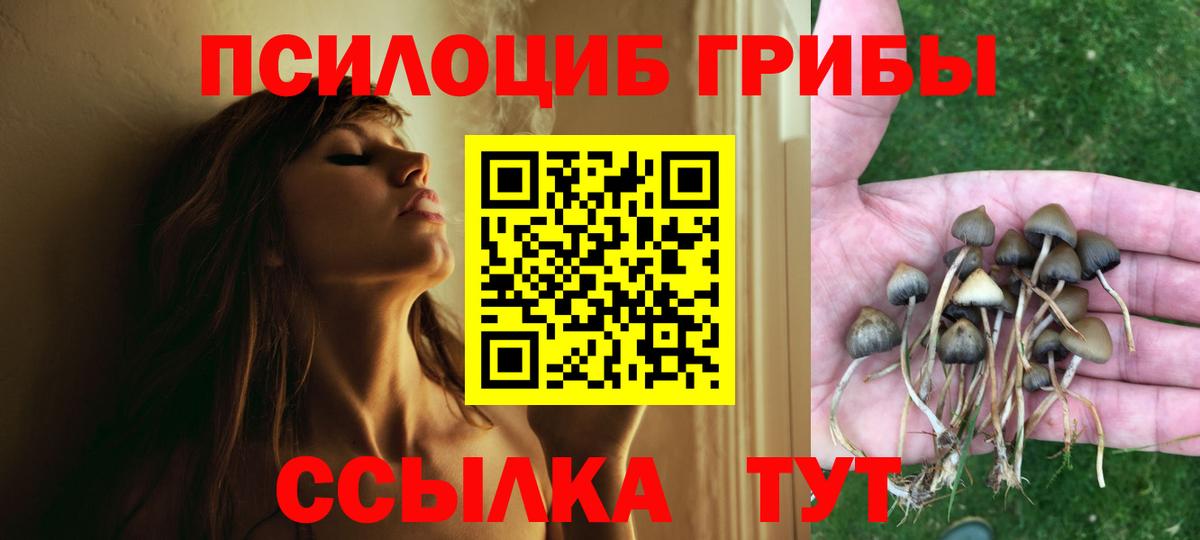 Галлюциногенные грибы Psilocybe Грозный